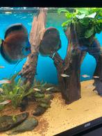 Discusvissen koppel blue diamond, Dieren en Toebehoren, Vissen | Aquariumvissen, Vis, Zoetwatervis, Schoolvis