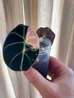 Alocasia black velvet pink variegata, Ophalen of Verzenden, Overige soorten, Minder dan 100 cm