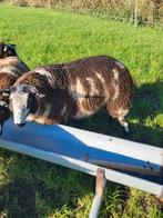 Beste bonte ram, dekrammen, dekram ., Dieren en Toebehoren, Schapen, Geiten en Varkens, Mannelijk, Schaap