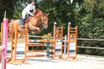 8 jarige merrie allround merrie, 110m springen, Merrie, Met stamboom, 170 tot 175 cm, L