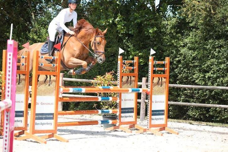 8 jarige merrie allround merrie, 110m springen, Dieren en Toebehoren, Paarden, Merrie, L, 170 tot 175 cm, 7 tot 10 jaar, Recreatiepaard