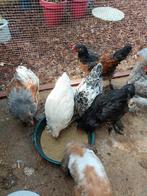 Brahma 11 weken oud, Geslacht onbekend, Kip