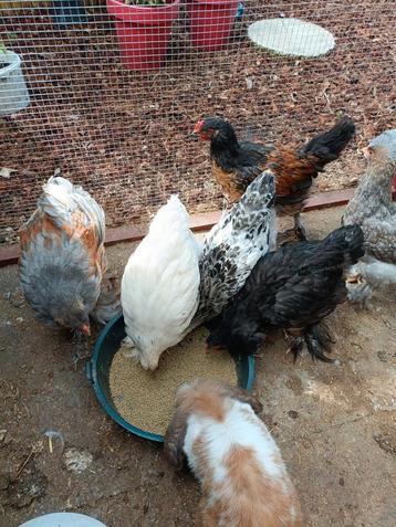Brahma 11 weken oud  beschikbaar voor biedingen