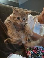 Kitten Brits Korthaar, Dieren en Toebehoren, Katten en Kittens | Raskatten | Korthaar, Poes, Ontwormd