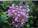 grote fuchsia paniclata , kuip plant, Ophalen, Vaste plant, Overige soorten, Volle zon