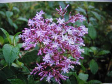 grote fuchsia paniclata , kuip plant beschikbaar voor biedingen