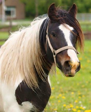 Tinker merrie 12 jaar natural horsemanship beschikbaar voor biedingen