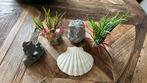 Aquarium ornamenten., Huis en Inrichting, Woonaccessoires | Schalen en Manden, Ophalen, Zo goed als nieuw, Rechthoekig