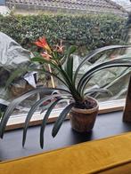 Clivia stekje oranje, Huis en Inrichting, Kamerplanten, Bloeiende kamerplant, Ophalen, Halfschaduw, Minder dan 100 cm