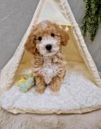 Prachtige boomer x toy poedel pups, Dieren en Toebehoren, Nederland, CDV (hondenziekte), 8 tot 15 weken, Meerdere