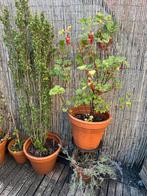 Planten + potten, Tuin en Terras, Planten | Tuinplanten, Ophalen
