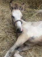 Hooi gezocht regio roosendaal, Dieren en Toebehoren, Dierenvoeding, Ophalen of Verzenden, Vee