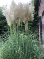 Pluimen pampasgras meerdere struiken aanwezig, Tuin en Terras, Ophalen of Verzenden, Eenjarig, Overige soorten, Volle zon