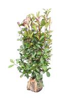 Glansmispel (Photinia fras. Red Robin) - Kluit, Tuin en Terras, Ophalen of Verzenden, Overige soorten, Struik, Minder dan 100 cm
