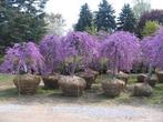 Cercis canadensis Lavender twist / Judas boom / treurvorm ‼, Ophalen, Volle zon, Bolboom