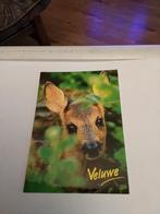 VELUWE, Ophalen of Verzenden, 1940 tot 1960, Natuur