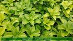 Pachysandra terminalis Schaduwkruid.Vasteplant, Tuin en Terras, Planten | Tuinplanten, Ophalen of Verzenden, Lente, Volle zon
