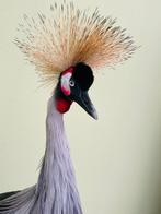 Opgezette Kroonkraanvogel - Taxidermie, Ophalen of Verzenden