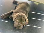 Cane Corso puppy’s, CDV (hondenziekte), Overige rassen, 8 tot 15 weken, Meerdere