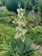 Yucca palmlelie stek, Tuin en Terras, Planten | Tuinplanten, Ophalen of Verzenden, Zomer, Overige soorten, Volle zon
