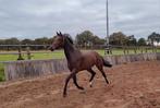 Super bewegende 4-jarige merrie, Dieren en Toebehoren, Paarden, Merrie, Dressuurpaard, 3 tot 6 jaar