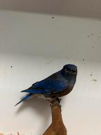 1-1 blauwkeel sialia, Meerdere dieren, Tropenvogel, Geringd
