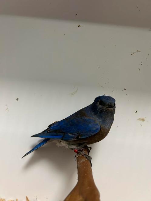 1-1 blauwkeel sialia, Dieren en Toebehoren, Vogels | Overige Vogels, Tropenvogel, Meerdere dieren, Geringd