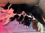 puppy's te koop, Dieren en Toebehoren, Rabiës (hondsdolheid), Overige rassen, 8 tot 15 weken, Meerdere