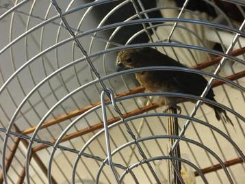 twatwa beschikbaar voor biedingen