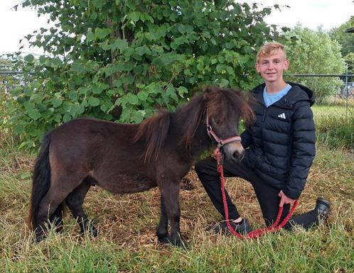 Twee jaarling hengsten met stamboek, Dieren en Toebehoren, Pony's, Merrie, Niet van toepassing, C pony (1.27m tot 1.37m), Recreatiepony