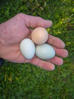 Kippen Groen leggers Wyandotte X Araucana, Dieren en Toebehoren, Pluimvee, Vrouwelijk, Kip