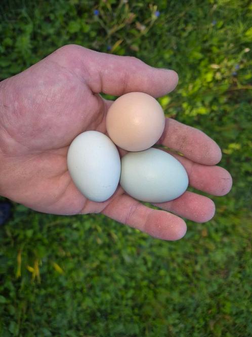 Kippen Groen leggers Wyandotte X Araucana, Dieren en Toebehoren, Pluimvee, Kip, Vrouwelijk
