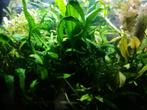 Aquarium planten, Dieren en Toebehoren, Nieuw, Plant(en), Steen of Hout, Ophalen