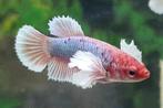 Kempvis Dumbo Ear vrouw/ Betta splendens dumbo ear, Dieren en Toebehoren, Vissen | Aquariumvissen, Zoetwatervis, Vis