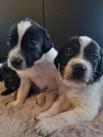 6 Super lieve Labradoodle x Italiaanse Windhond puppy's, Overige rassen, 8 tot 15 weken, Parvo, Meerdere