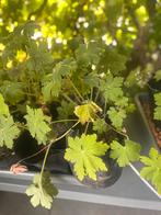 Bosgeranium, sterke bodembedekker., Ophalen, Zomer, Volle zon