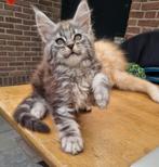 Schitterende Maine coon kittens  beschikbaar, Dieren en Toebehoren, Meerdere dieren, Gechipt, 0 tot 2 jaar