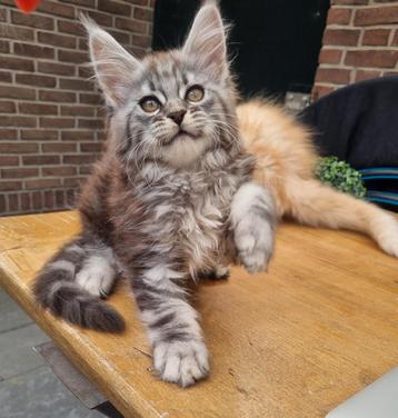 Schitterende Maine coon kittens  beschikbaar  beschikbaar voor biedingen