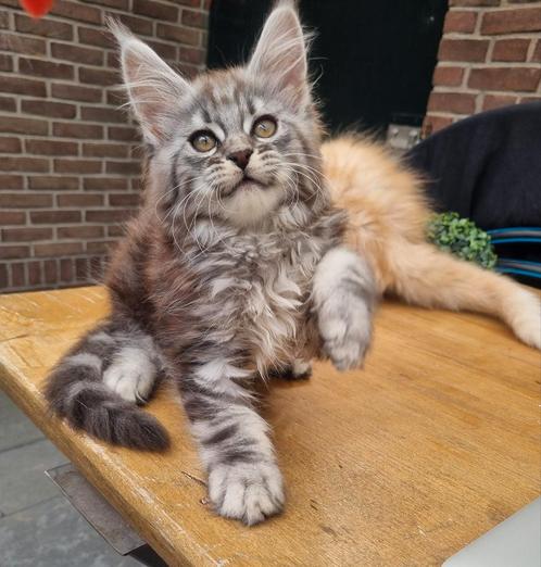 Schitterende Maine coon kittens  beschikbaar, Dieren en Toebehoren, Katten en Kittens | Raskatten | Langhaar, Meerdere dieren
