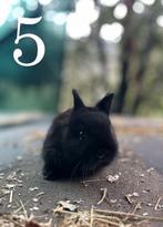 Mini loffelohr/ drager, Dieren en Toebehoren, Meerdere dieren, Dwerg