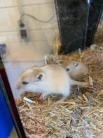 Gerbils te koop, Dieren en Toebehoren, Meerdere dieren, Tam