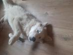 Husky puppy, Dieren en Toebehoren, Honden | Niet-rashonden, Particulier, Rabiës (hondsdolheid), 15 weken tot 1 jaar, Reu