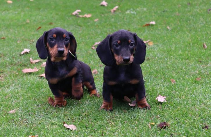 Kortharige dwerg teckel pups, Dieren en Toebehoren, Honden | Teckels en Dashonden, Meerdere dieren, Korthaar, Dwerg, Fokker | Professioneel