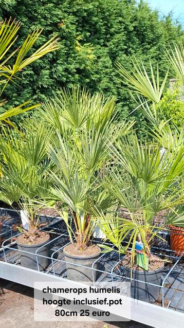 Chamerops humelis palm winterhard.  beschikbaar voor biedingen