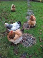 Twee grote Brahma hennen, buff zwartcolumbia., Dieren en Toebehoren, Pluimvee, Vrouwelijk, Kip