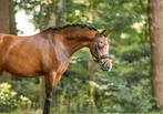 Supper lieve c kinder/recriatie pony, Dieren en Toebehoren, Paarden, Merrie, Minder dan 160 cm, B, 11 jaar of ouder
