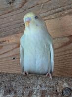 Jonge parkietjes, Dieren en Toebehoren, Meerdere dieren, Parkiet, Tam