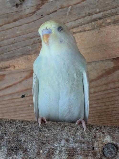 Jonge parkietjes, Dieren en Toebehoren, Vogels | Parkieten en Papegaaien, Parkiet, Meerdere dieren, Tam