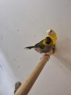 Cubavinken | Verschillende koppels | Passend advies, Dieren en Toebehoren, Meerdere dieren, Tropenvogel