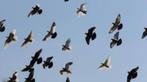 Alle soorten duiven gevraagd, Dieren en Toebehoren, Vogels | Duiven, Meerdere dieren, Postduif